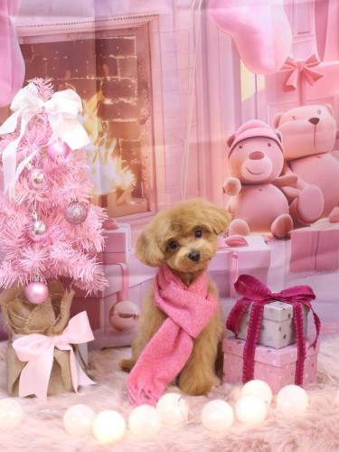 20241214らぶちゃん